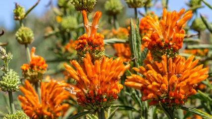 Is Lion's Ear Invasive? What To Know Before Growing