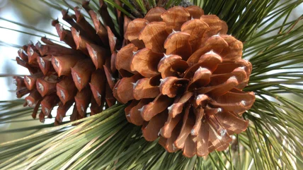 Can You Really Grow A Flourishing Tree From A Pinecone? What We Know