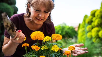 11 Common Issues To Know About Before Growing Marigolds