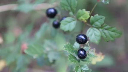 How To Get Rid Of Aggressive Peppervine Before It Strangles Your Perfect Lawn