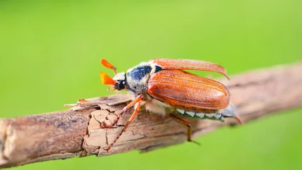 Use This Kitchen Staple To Banish June Bugs For Good