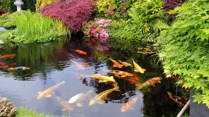 Building A DIY Koi Pond In This Container Could Turn Deadly