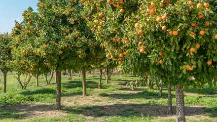 The Companion Vegetables That'll Keep Your Citrus Tree's Soil In Tip-Top Shape