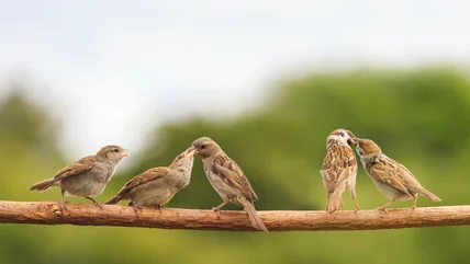 Mang thêm nhiều chim đến sân của bạn với cây ăn trái lấp lánh