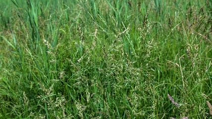 The Best Method For Removing Stubborn Grass Seed Heads From Your Lawn