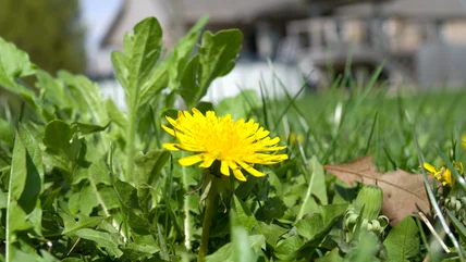 This Secret Weapon Against Lawn Weeds Has Been Hiding Right Under Your Nose