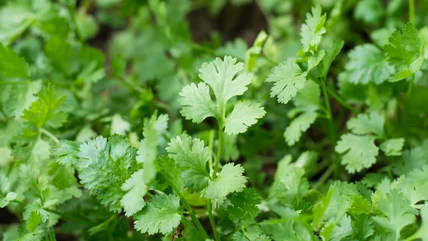 Bạn nên trồng rau kế bên Cilantro