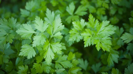 Mẹo dễ & mẹo To Prune Parsley for More sản xuất trong vườn của bạn