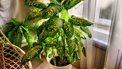 Why You Might Want To Consider Not Growing Dumb Cane In Your Home