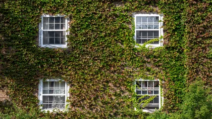 Don't Make This Big Mistake When Growing Ivy On Your Home's Exterior