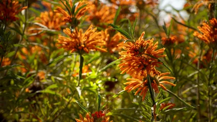 Must-Know Tips For Growing Lion's Ear From Seed To Attract Wildlife