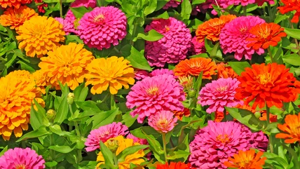 If You're Not Planting Zinnias Alongside Cucumbers, You May Want To Think Again