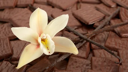 The Stunning Orchid That Produces Vanilla Beans (& Plant Care Mistakes To Avoid)