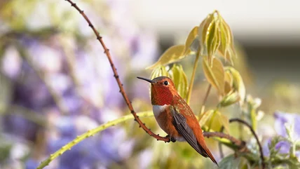 Attract Hummingbirds To Your Yard With This Flowering Spring Stunner