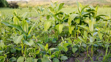 The Best Way To Prevent Lambsquarters Weeds From Growing Wild In Your Garden