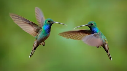 The Beautiful Blooming Vine Hummingbirds Can't Resist