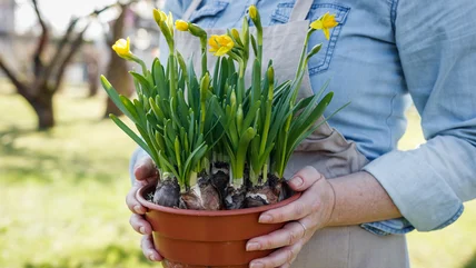 Lời khuyên khôn ngoan và mánh khóe để trồng Daffodil