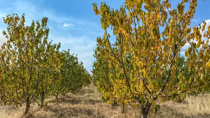 Why The Leaves On Your Fruit Tree Are Turning Yellow (And What To Do About It)