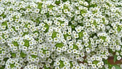 The Best Spot In Your Garden To Plant Sweet Alyssum