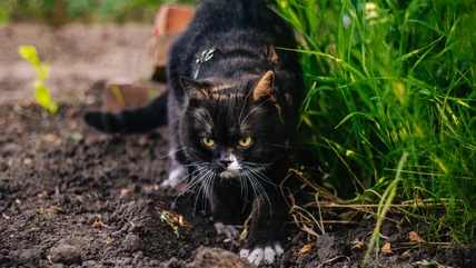 Are Citrus Peels The Secret To Keeping Stray Cats Out Of Your Yard?