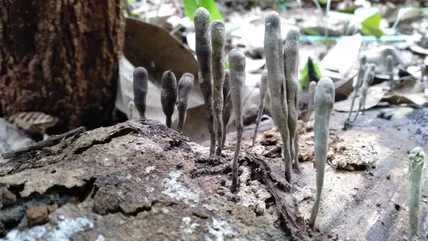 What It Means If Your Tree Has Mushroom Zombie Hands Growing From It