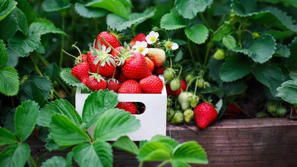 Grow Strawberries Like A Pro This Spring Using An Old Wooden Pallet. Here's How