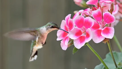 3 Loại nhiệt-Toleant Geraniums sẽ thu hút chim ruồi tới sân nhà bạn