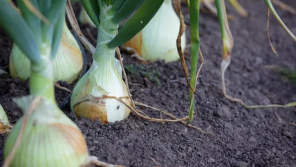 The Crucial Mistake You Should Avoid When Growing Onions