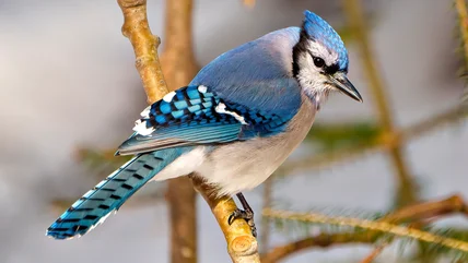 Why You Should Avoid Inviting Blue Jays Into Your Yard