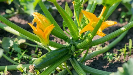 Làm thế nào để bảo vệ các cây Zucchini khỏi các chất thông thường