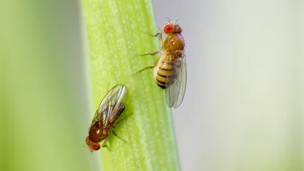 Get A Handle On Your Outdoor Fruit Fly Infestation With This Vaseline Hack