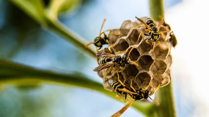 Grow This Aromatic Herb To Send Wasps Buzzing Away From Your Yard