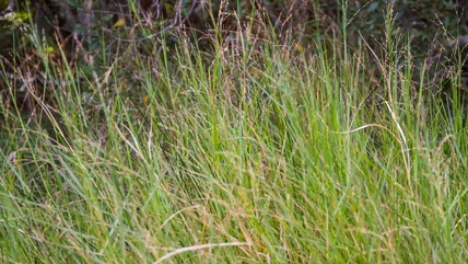 The Best Method For Getting Rid Of Fast-Spreading Torpedograss In Your Lawn