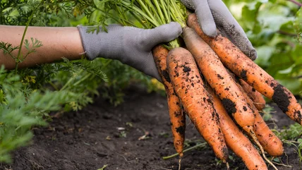 The Simple Carrot Growing Hack You Need To Ensure A Healthy Harvest