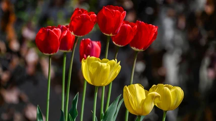 What Most People Get Wrong About Using Coffee Grounds To Fertilize Tulips