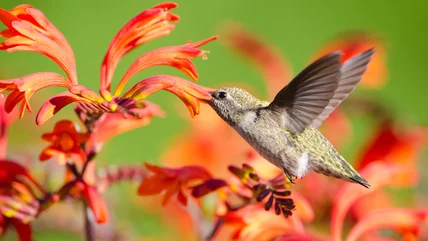 Chim ruồi thích hoa Crocosmia, nhưng vườn nhỏ của bạn thì không. Đây là lý do