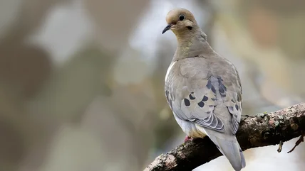 The Fresh-Smelling Plant That Will Bring Mourning Doves To Your Yard