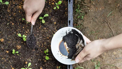 Sprinkle Coffee Grounds On Your Yard And Say Goodbye To Slithering Pests