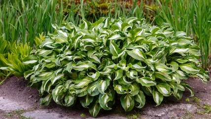 Our Gardening Expert Warns To Avoid This Major Mistake When Growing Hostas