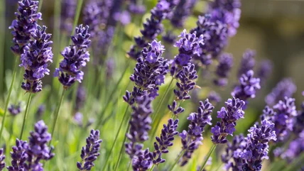 Our Expert Horticulturalist Tells Us The Popular Garden Herb You Should Be Growing With Lavender