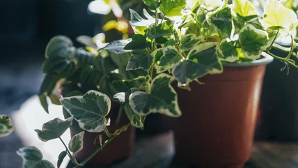 Hidden Downsides To Growing The Popular English Ivy As An Indoor Houseplant