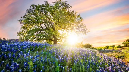 When To Plant Bluebonnet Seeds For Stunning Vibrant Blooms