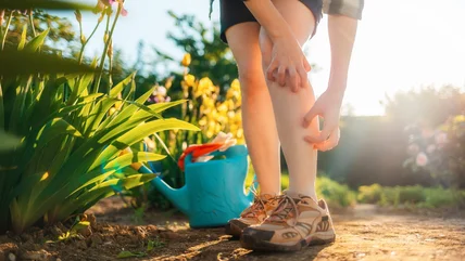 Bạn đang hấp dẫn Chiggers đến sân nhà của bạn với lỗi đồng quê này