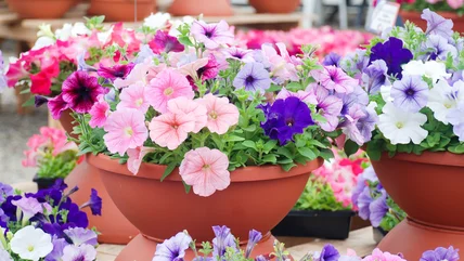 Petunias có thực sự giúp loại bỏ các loài gây hại không mong muốn trong vườn không?