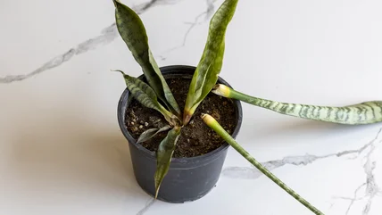 TikTok's Handy Paint Brush Hack Will Help You Rescue A Dying Snake Plant