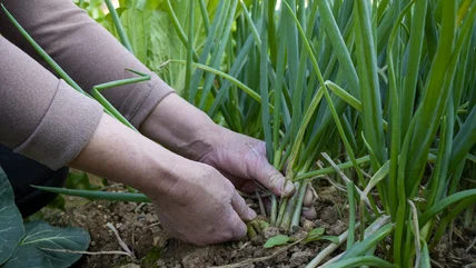 The Water Bottle Hack That Will Have Your Green Onions Thriving In No Time