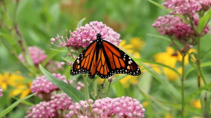 Avoid This Mistake When Growing Milkweed If You Want To Attract Butterflies