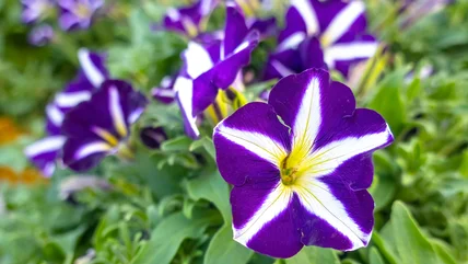 Petunias và loài cây tuyệt đẹp này là sự kết hợp trong mơ trong vườn