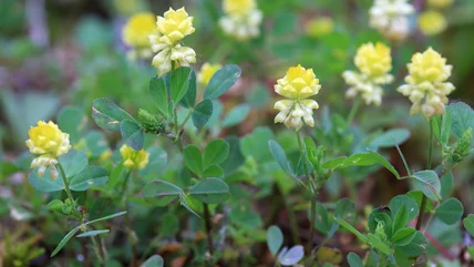 Is This Household Essential All You Need To Banish Pesky Black Medic Weeds?