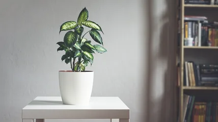 The Easy-To-Grow Plant You'll Want To Keep Out Of Your Home